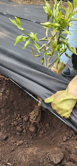 귤22640님의 귤 · 병해충상담 작성글 사진