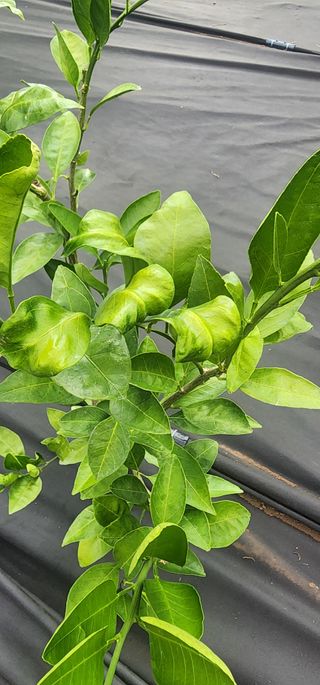 귤22640님의 귤 · 병해충상담 작성글 사진