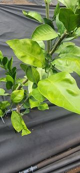 팜모닝 귤·병해충상담 게시글 이미지