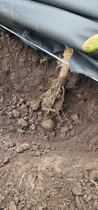 귤22640님의 귤 · 병해충상담 작성글 사진