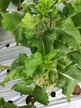 팜모닝 상추·병해충상담 게시글 이미지