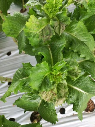 농민님의 상추 · 병해충상담 작성글 사진