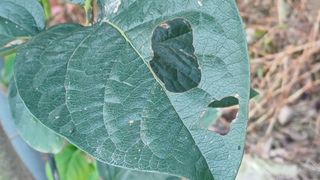 산신대감 님의 감 · 병해충상담 작성글 사진