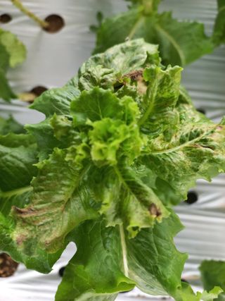 농민님의 상추 · 병해충상담 작성글 사진