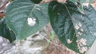 산신대감 님의 감 · 병해충상담 작성글 사진