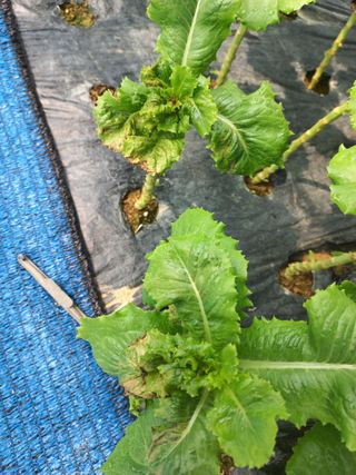 농민님의 상추 · 병해충상담 작성글 사진