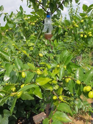 이용순님의 기타작물 · 병해충상담 작성글 사진