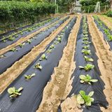 팜모닝 배추·병해충상담 게시글 이미지