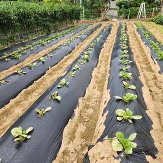 박영길님의 배추 · 병해충상담 작성글 사진