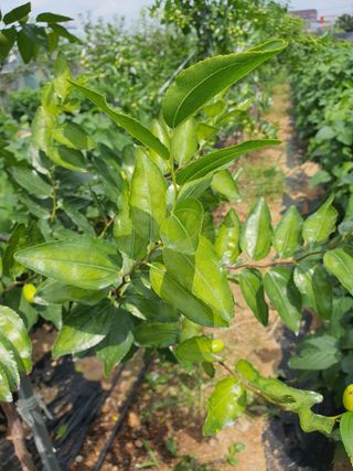 이용순님의 기타작물 · 병해충상담 작성글 사진