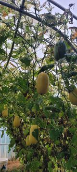 팜모닝 기타작물·병해충상담 게시글 이미지