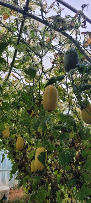 살구15128님의 기타작물 · 병해충상담 작성글 사진