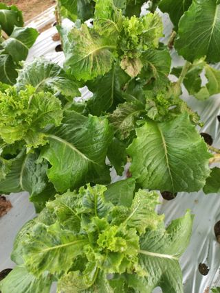 농민님의 상추 · 병해충상담 작성글 사진