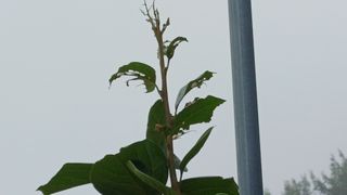 산신대감 님의 감 · 병해충상담 작성글 사진