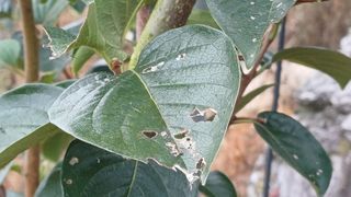 산신대감 님의 감 · 병해충상담 작성글 사진