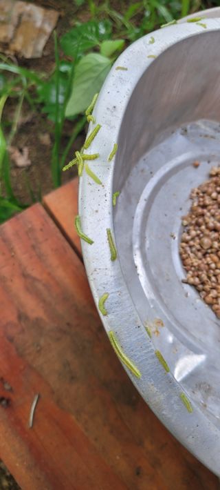 살구15128님의 기타작물 · 병해충상담 작성글 사진