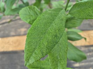 블루포맨님의 기타작물 · 병해충상담 작성글 사진