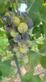 여우내 이순홍님의 포도·병해충상담 작성글 사진