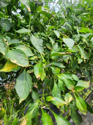 유경임님의 고추 · 병해충상담 작성글 사진