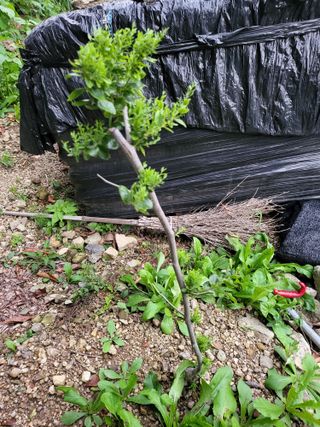 유경임님의 기타작물 · 병해충상담 작성글 사진