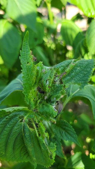 포항 농민66님의 들깨 · 병해충상담 작성글 사진