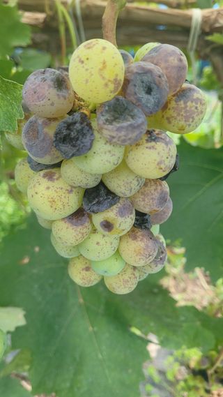 여우내 이순홍님의 포도 · 병해충상담 작성글 사진