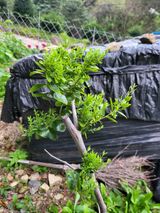 팜모닝 기타작물·병해충상담 게시글 이미지