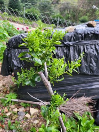 유경임님의 기타작물 · 병해충상담 작성글 사진