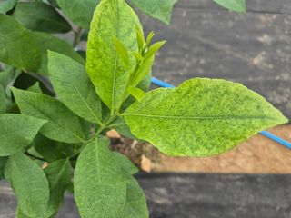 블루포맨님의 기타작물 · 병해충상담 작성글 사진