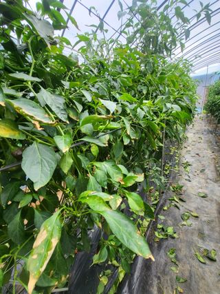 유경임님의 고추 · 병해충상담 작성글 사진