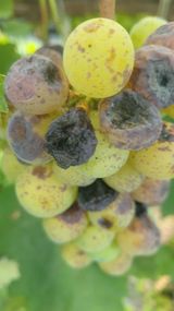 팜모닝 포도·병해충상담 게시글 이미지