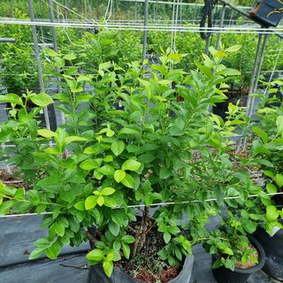 자미화님의 블루베리 · 병해충상담 작성글 사진