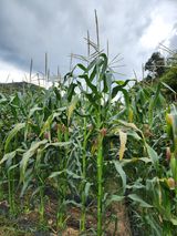 팜모닝 옥수수·병해충상담 게시글 이미지