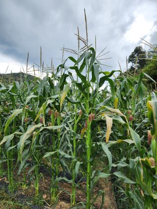 약도라지6018님의 옥수수 · 병해충상담 작성글 사진