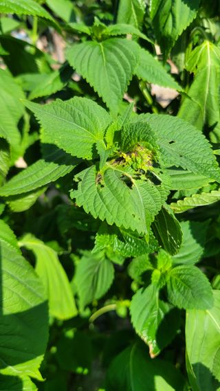 포항 농민66님의 들깨 · 병해충상담 작성글 사진