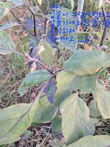 팜모닝 기타작물·병해충상담 게시글 이미지