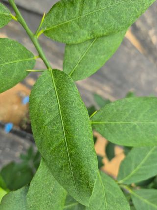 블루포맨님의 기타작물 · 병해충상담 작성글 사진