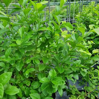 자미화님의 블루베리 · 병해충상담 작성글 사진