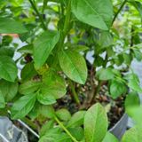 팜모닝 블루베리·병해충상담 게시글 이미지