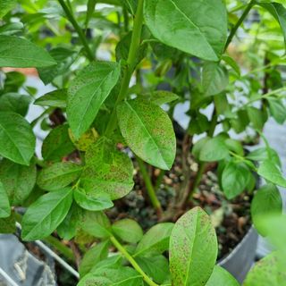 자미화님의 블루베리 · 병해충상담 작성글 사진