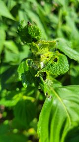 팜모닝 들깨·병해충상담 게시글 이미지