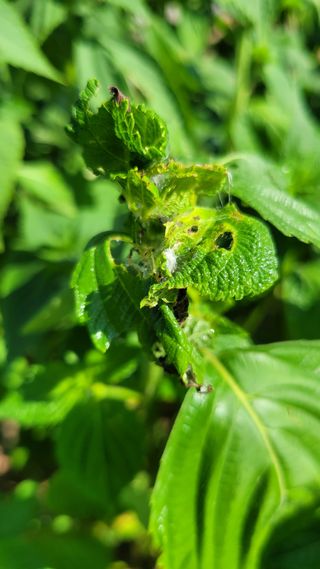 포항 농민66님의 들깨 · 병해충상담 작성글 사진