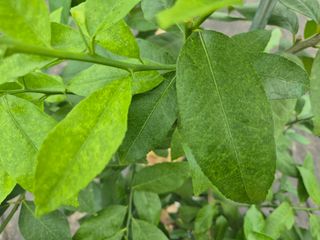 블루포맨님의 기타작물 · 병해충상담 작성글 사진