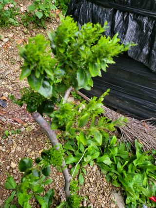 유경임님의 기타작물 · 병해충상담 작성글 사진