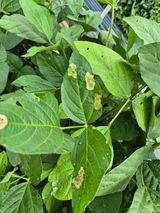 팜모닝 콩·병해충상담 게시글 이미지