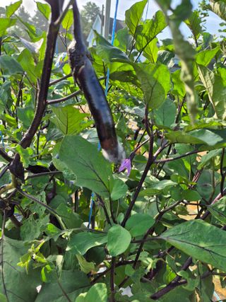 송종선님의 오이 · 병해충상담 작성글 사진