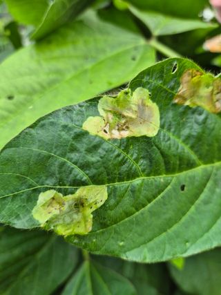 송종선님의 콩 · 병해충상담 작성글 사진