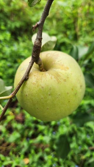 치악산골농부님의 사과 · 병해충상담 작성글 사진