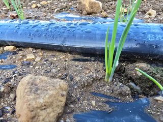 서툰 농부짱님의 파 · 병해충상담 작성글 사진