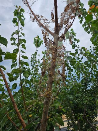 최기덕님의 두릅 · 병해충상담 작성글 사진